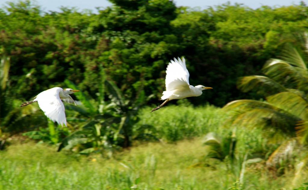 Oiseaux Duchêne