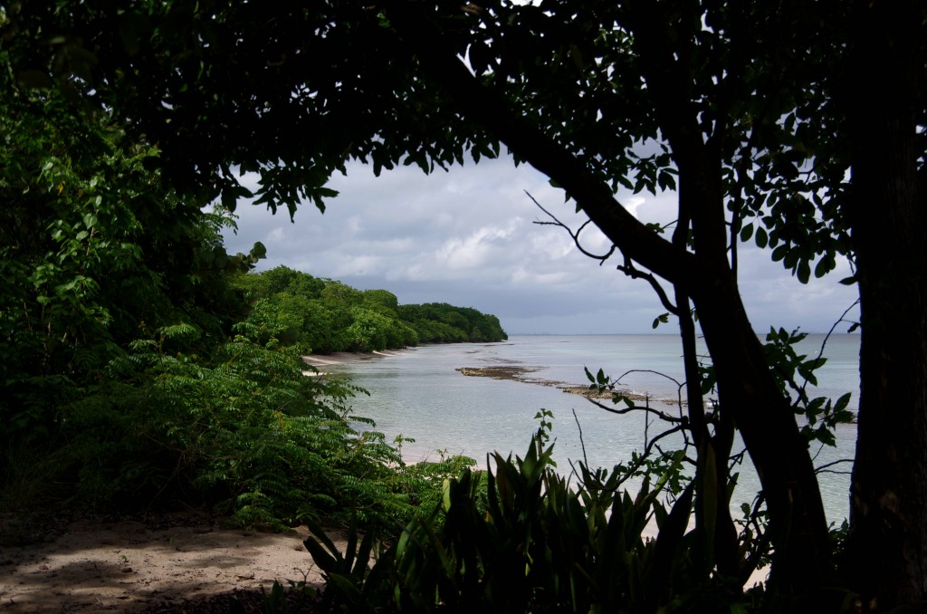 Port Louis Mangrove 2