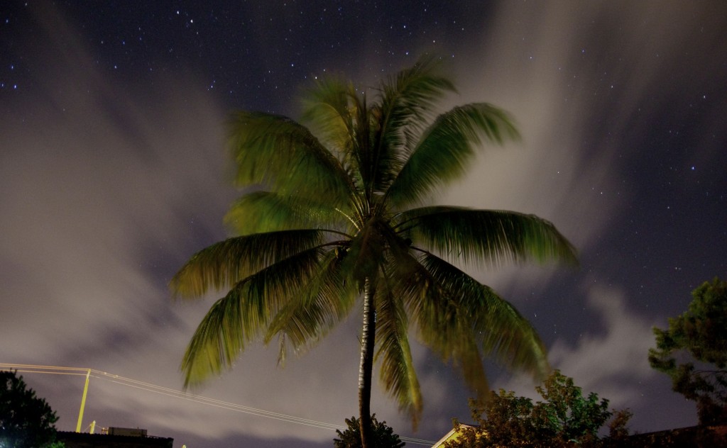 Cocotier jardin nuit