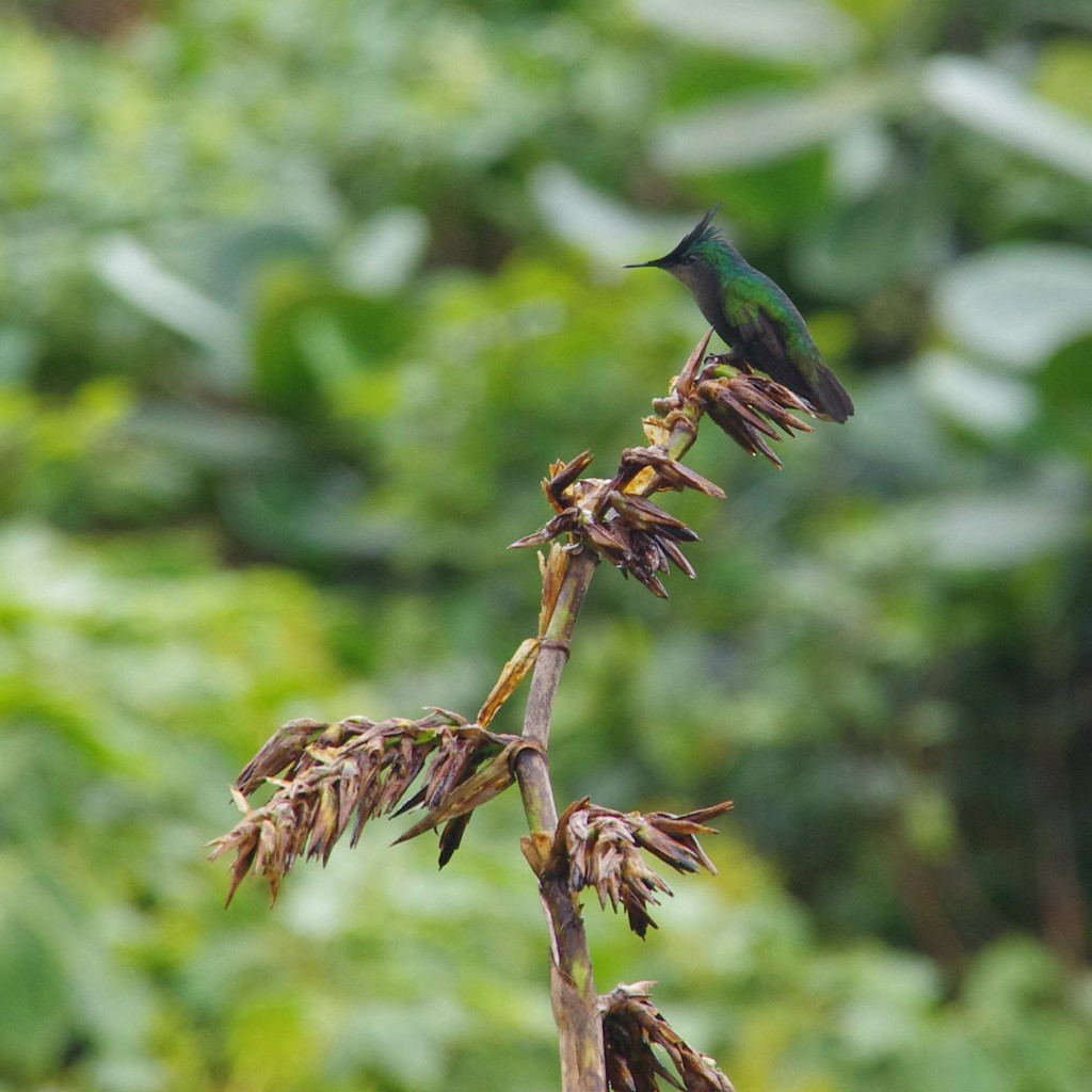 Colibri soufrière