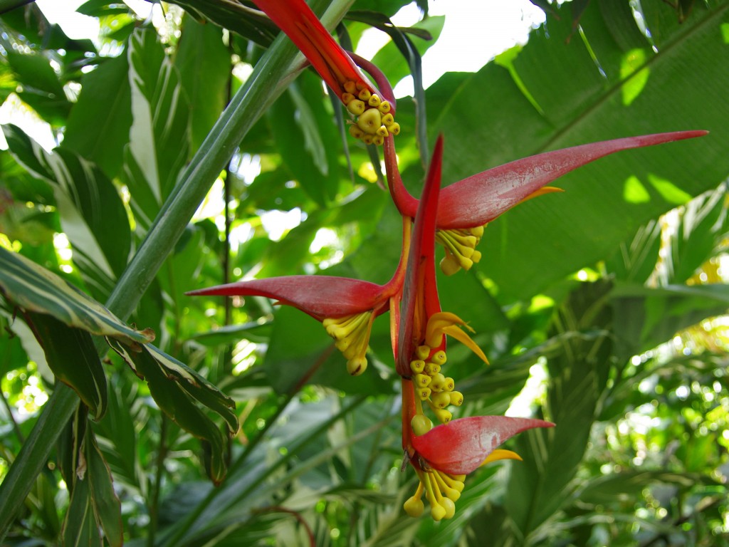 oiseau de paradis