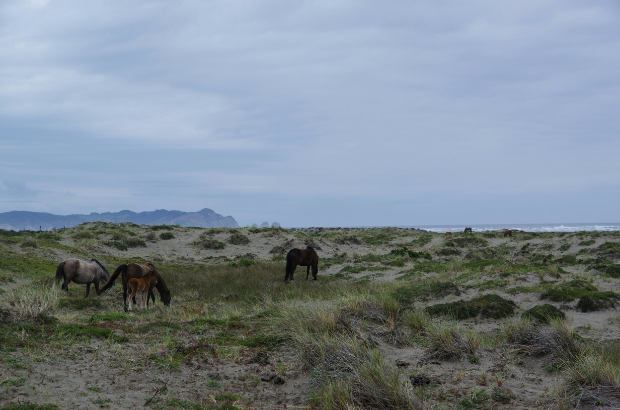 tmp_Chiloé plage vue cheval 21831661089