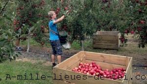 Apple-Picking-RTW