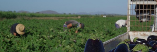 Le monde merveilleux du Néo-esclavage